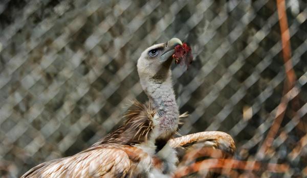 Nepal zoo bird flu outbreak raises alarm&hellip;