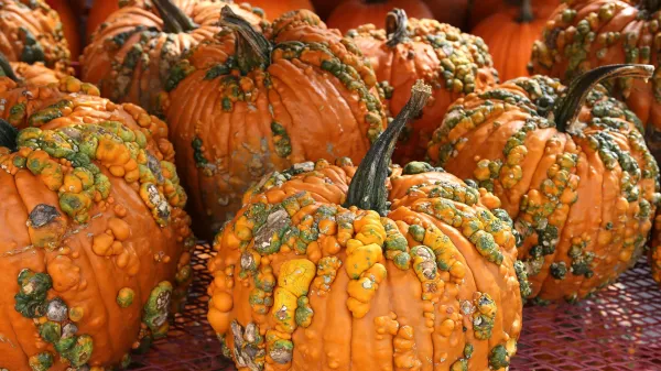 photo of Your pumpkin might be hiding a toxic secret image