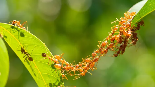 The surprising ant strategy that could…