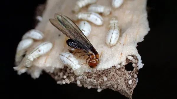 photo of New chemical kills 95% of termites without harming humans image