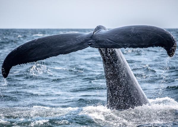 Whales are recovering from near…