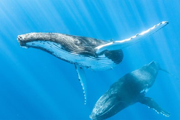 Listen to whales to improve connection,&hellip;