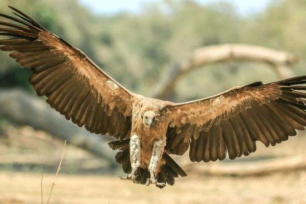 Africa’s vulture safe zones face tough test across vast&hellip;