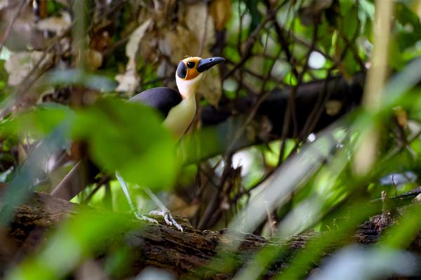 In search of the ‘rare and&hellip;
