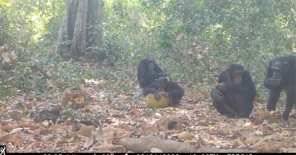 Chimps go wild on boozy fruit