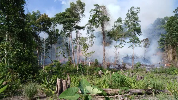 photo of Wildfires in carbon-rich tropical peatlands hit 2000-year high image