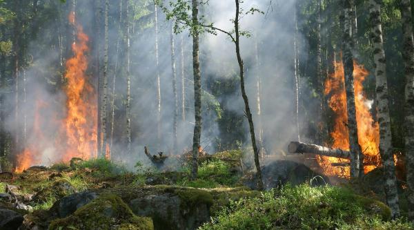 Analysis: Record UK Wildfires Have…