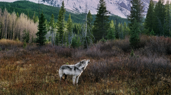 As US states cull recently restored wolf&hellip;