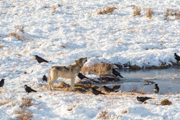 Alaska wolves poisoned by mercury after…