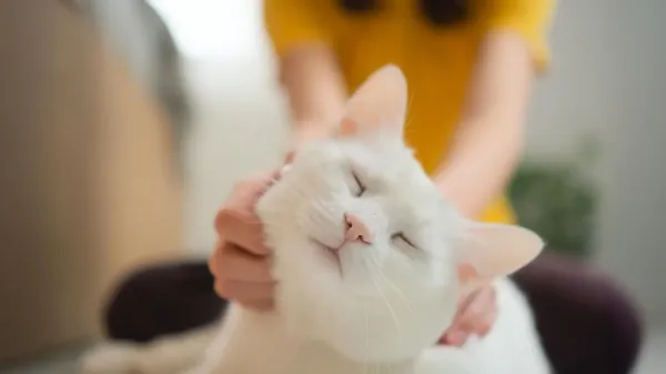 Scientists say house cats could help&hellip;