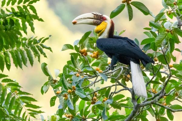 Indonesia’s native hornbills are being&hellip;