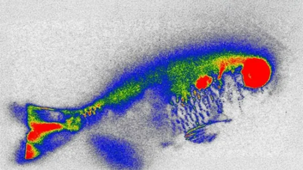 Hidden antibiotics in river fish spark…