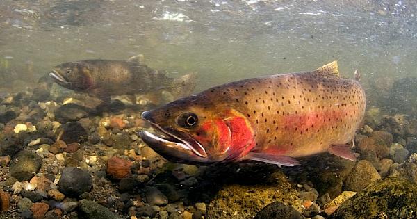 Like wolves, non-native lake trout have&hellip;