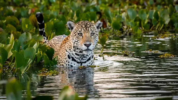 They fled the flames—now jaguars rule…