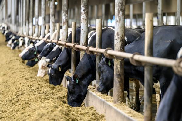 photo of Zapping manure with special electrode promises an efficient method to produce fertilizers, other chemicals image