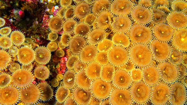 What scientists found inside coral reefs&hellip;